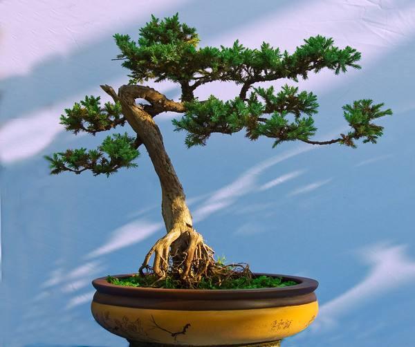 果树盆景的盆土上盆与肥水管理