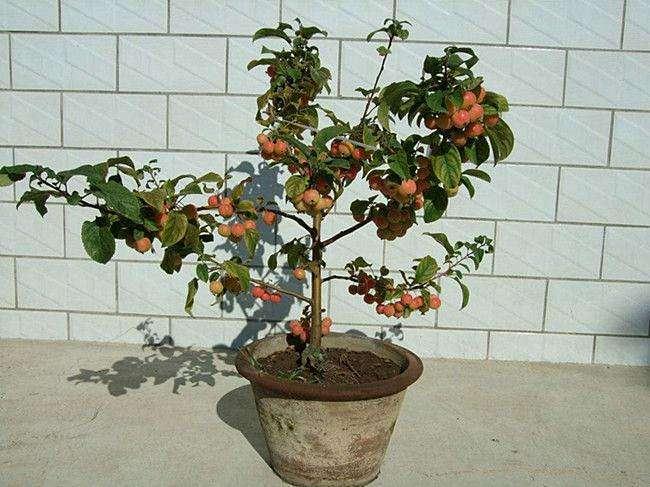 果树盆景的盆土上盆与肥水管理