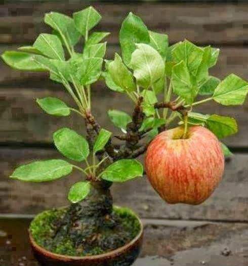 广州盆景协会2012年年会在广州召开