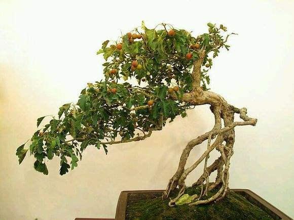 2003年第十一届河南省中州盆景大奖赛