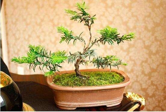 红豆杉盆景室内养护方法