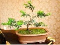 红豆杉盆景怎么室内养护的5个方法