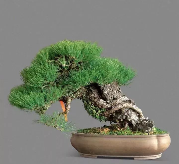 附石盆景的制作与栽培