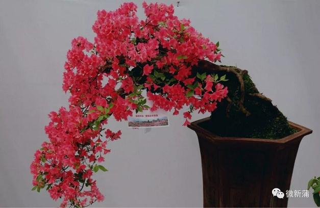 第二届杜鹃盆景展4月22日在新蒲新区开幕