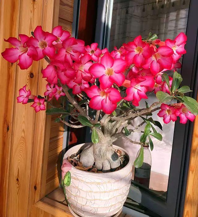 今天给大家介绍一种入门级盆景树