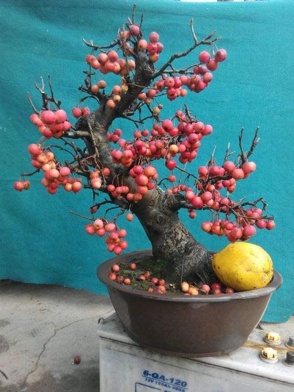 果树盆景有前景更有钱景