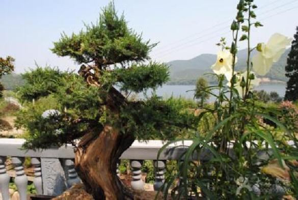 湖州盆景植物的资源状况