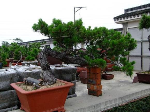 浙江盆景资源开发利用现状及存在问题