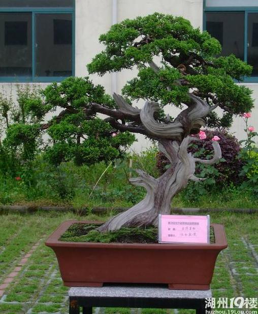 湖州盆景可持续发展的开发利用对策