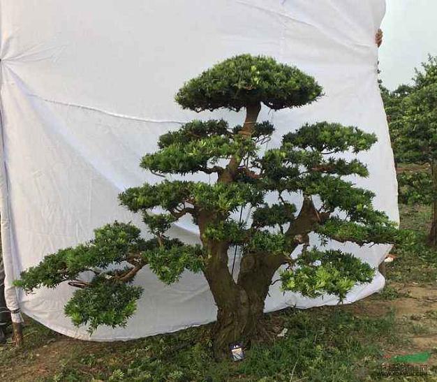 湖州盆景可持续发展的开发利用对策