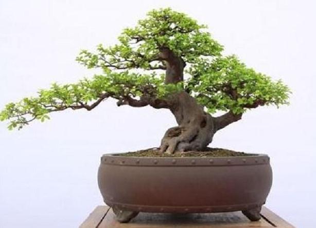 基于数据融合技术的花木盆景生产基地WSN设计