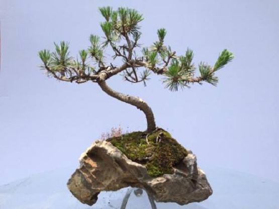 王静 你今天送了 4 个盆景赚了多少钱？