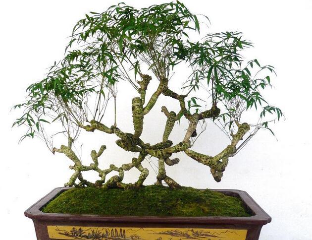 家庭竹类盆景怎么制作的3个方法