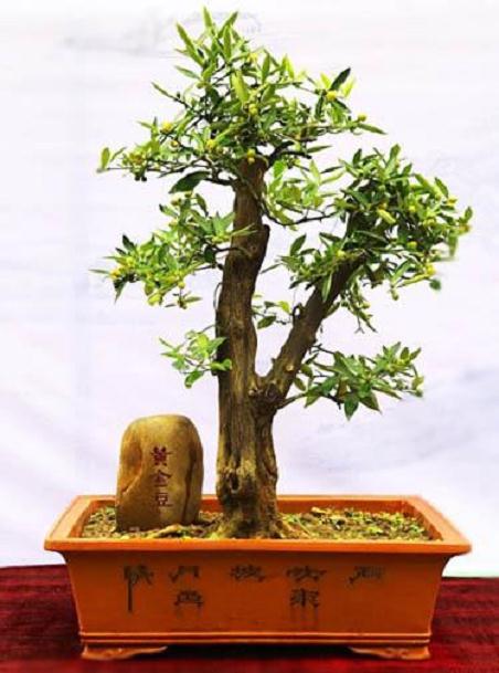 嫁接在盆景制作中的三个主要用途