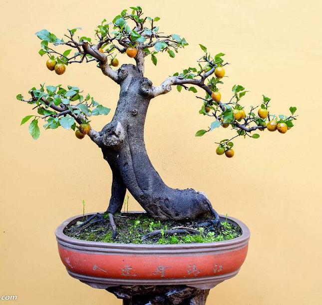 金弹子的素材来源与盆景造型