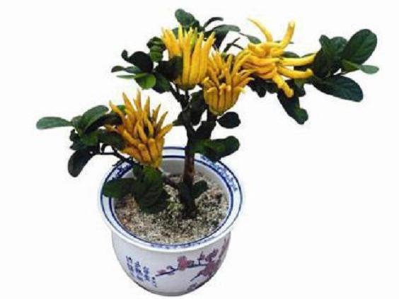 如何用高位压条佛手果制作成小盆景？