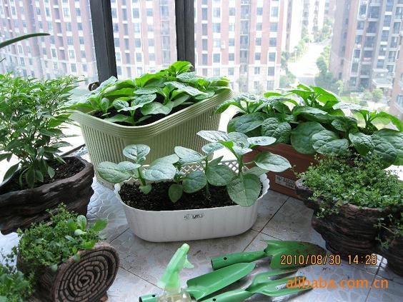 摆放果蔬盆景的2种方式