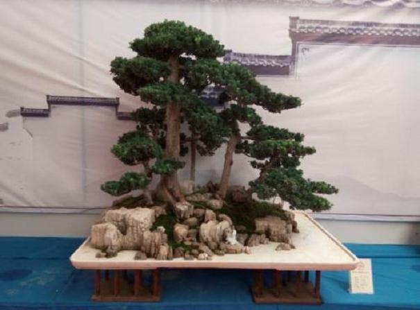 三个角度分析临沂盆景发展现状和存在的问题