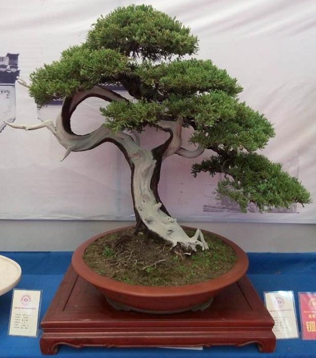 提高从临沂盆景产业可以采用以下三种措施