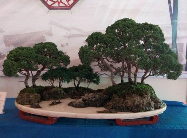 通过5个方面来促进临沂盆景可持续发展