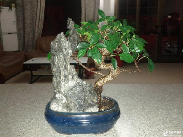 临沂的盆景市场主要以批发为主