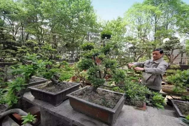 全国首批绿色村庄,人人习得盆景修剪之术