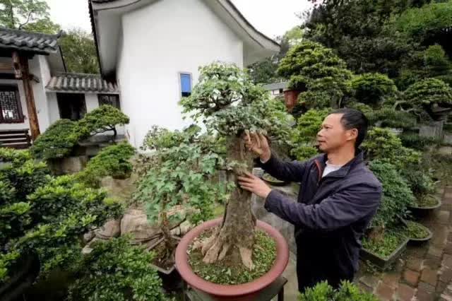 全国首批绿色村庄,人人习得盆景修剪之术