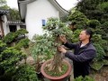 全国首批绿色村庄 人人习得盆景修剪之术