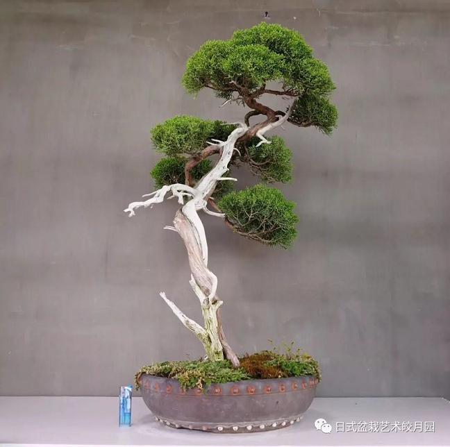 文人树盆景制作方法及置场要求