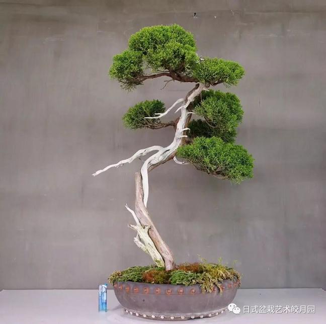 文人树盆景制作方法及置场要求