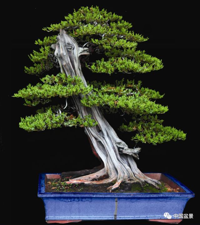 转业军人程兵离职做盆景