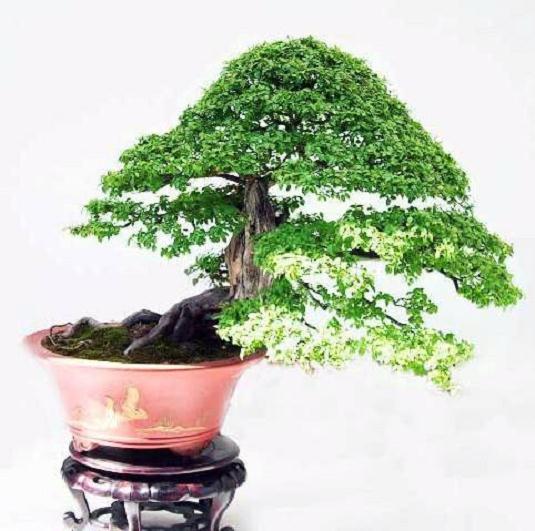 金雀花是临沂市独有的地方性花卉物种,因其枝条柔软,适于制作盆景而成为养花、爱花人的抢手货。 我们在阐述金雀花特征特性、营养保健功能、繁殖培育技术要点的基础上,并总结出其盆景制作技术。