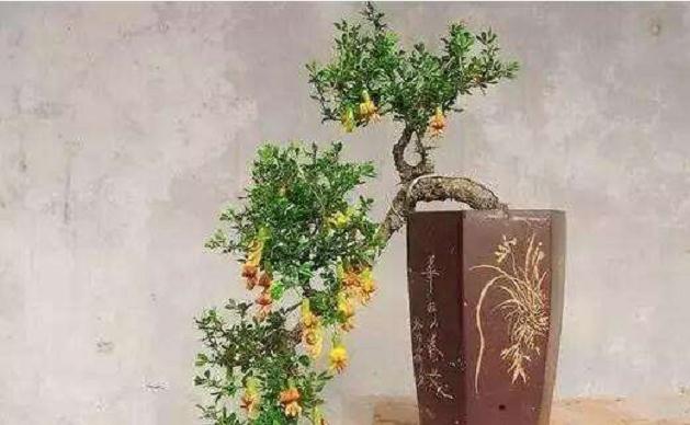 金雀花是临沂市独有的地方性花卉物种,因其枝条柔软,适于制作盆景而成为养花、爱花人的抢手货。 我们在阐述金雀花特征特性、营养保健功能、繁殖培育技术要点的基础上,并总结出其盆景制作技术。