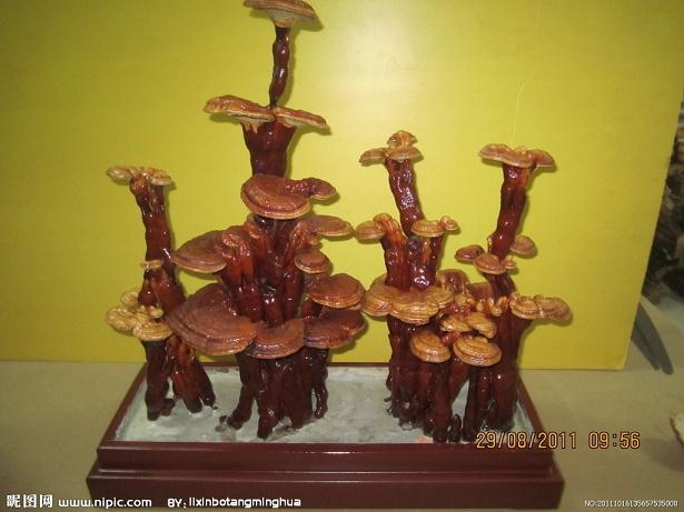 灵芝盆景培育技术的6个要点