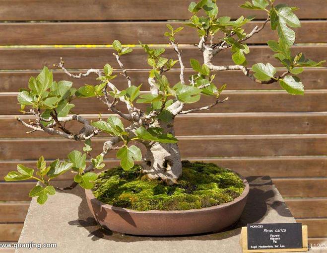 无花果盆景的修剪整形要注意以下三方面