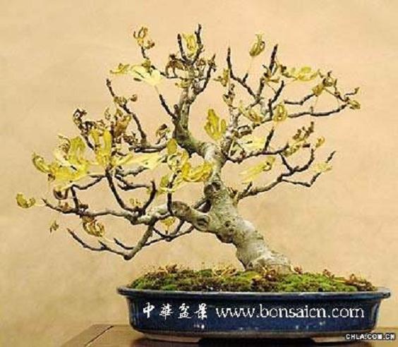 做盆景是否需要开店？客户都认可吗？