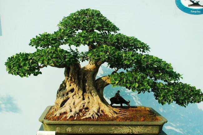 树木盆景有如下几种形式