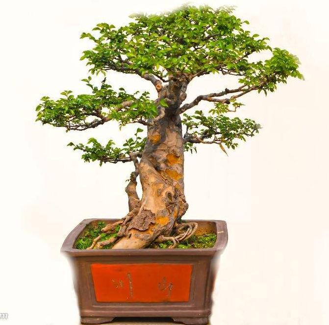 盆景修剪要注意的4个步骤