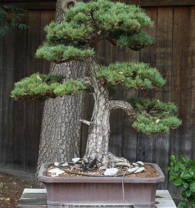 盆景提根的秘籍 看了不会后悔