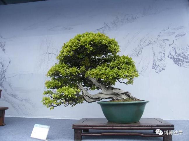 再谈《2013国际盆景大会》（扬州）观感