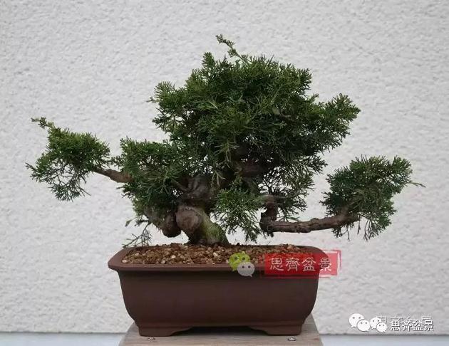 成长日记 | 真柏盆景5年的变化