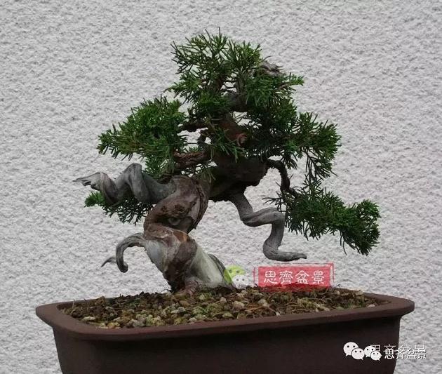 成长日记 | 真柏盆景5年的变化