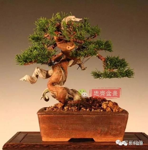 成长日记 | 真柏盆景5年的变化