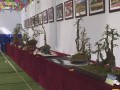 重庆市第十二届盆景艺术展在牡丹樱花世界举行
