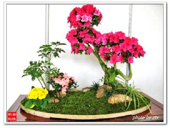 盆景与插花艺术课程改革探索