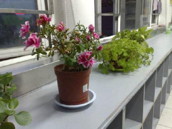 盆景在校园环境建设中的特征分析