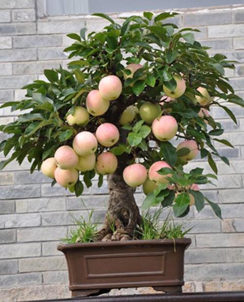 苹果盆景套袋与贴字技术