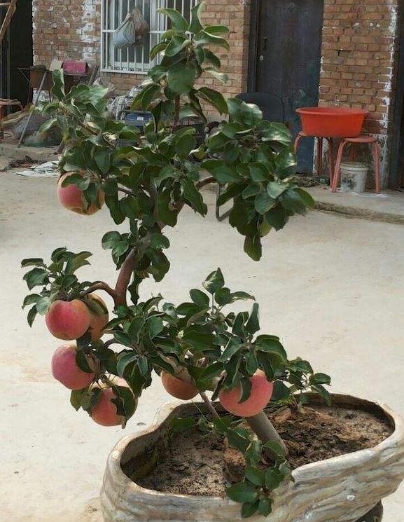 苹果盆景套袋与贴字技术