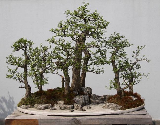 浅述扬派盆景在古典园林中的运用