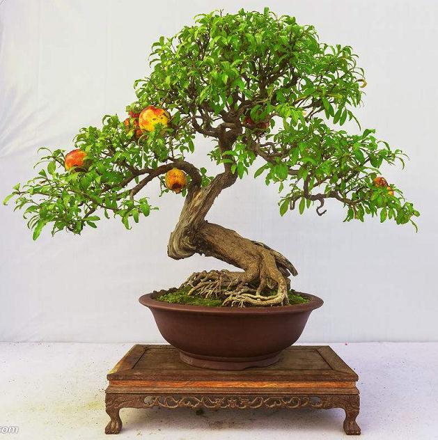 果树盆景规模生产或家庭栽培的技术